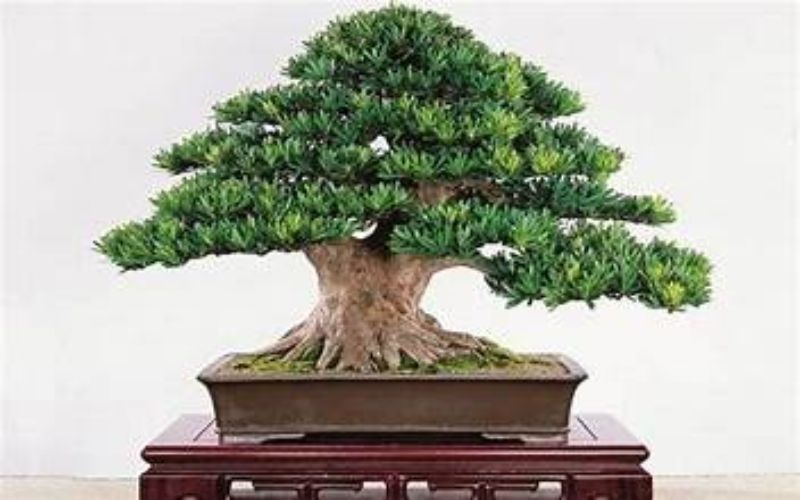 Điểm danh các loại cây tùng phổ biến tại Việt Nam
