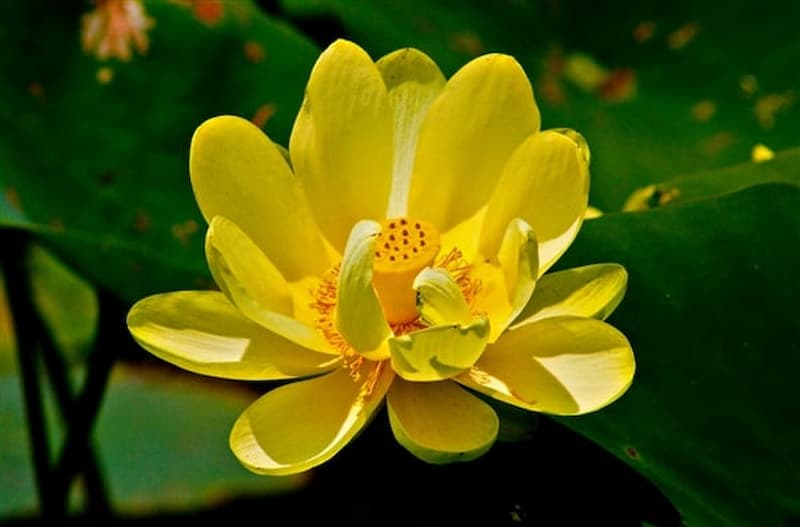 Hoa sen vàng mang nhiều ý nghĩa sâu sắc và phong phú