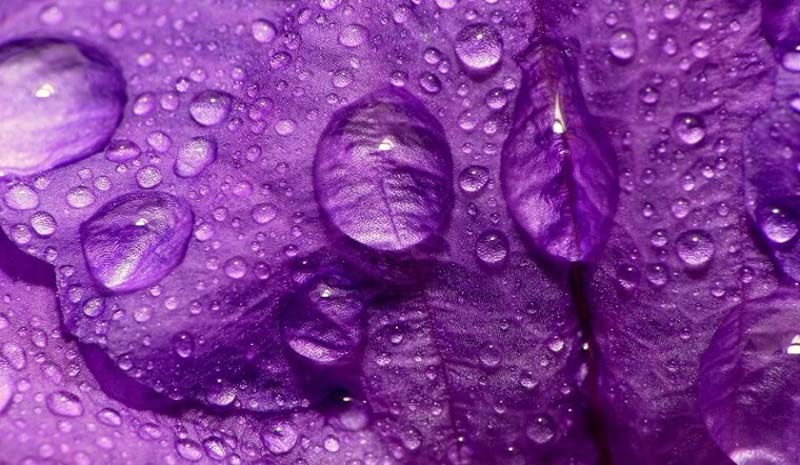 Sắc tím xung quanh ta tượng trưng cho điều gì?