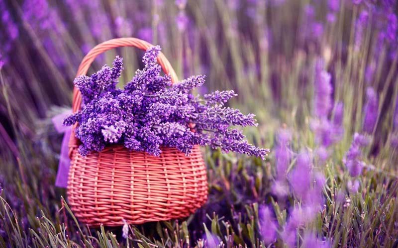 Khám phá những ý nghĩa màu tím trong các lĩnh vực