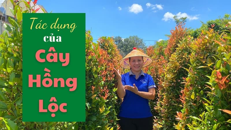 Màu đỏ của cây thường được liên kết với năng lượng dồi dào và sức mạnh