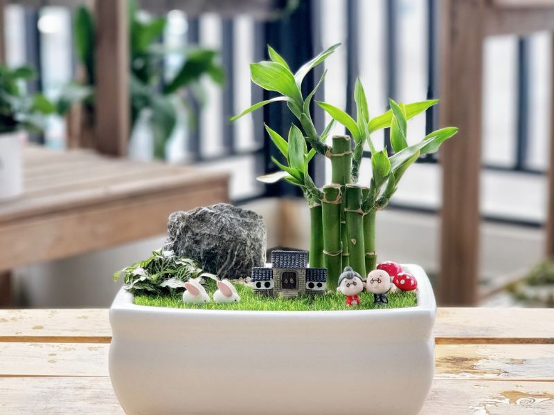 Ý nghĩa của các loại cây trúc phát tài trong phong thủy