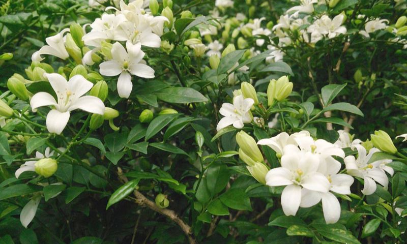 Ý nghĩa trong phong thuỷ của cây nguyệt quế 