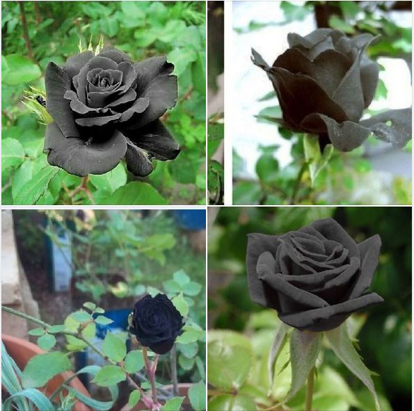 Hạt Giống Hoa Hồng Đen