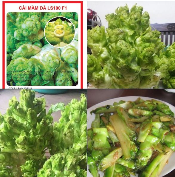 Hạt Giống Rau Cải Mầm Đá Sapa