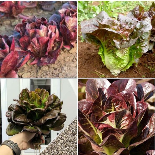 Hạt Giống Xà Lách ROMAINE Đỏ - Gói 0.2gram