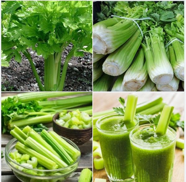 Hạt Giống Cần Tây Bẹ To Mỹ - Gói 100 hạt