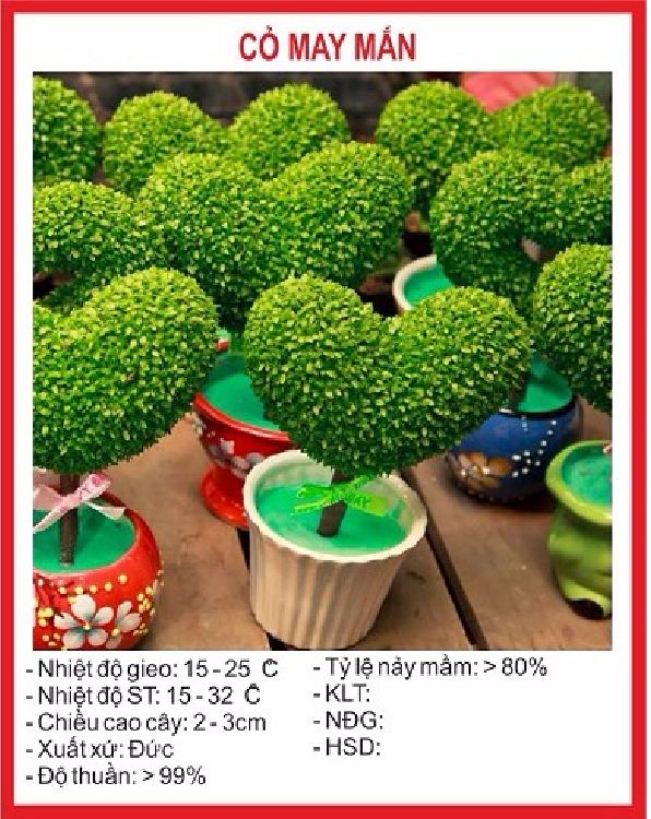 Hạt Giống Cỏ May Mắn - Gói 1gram