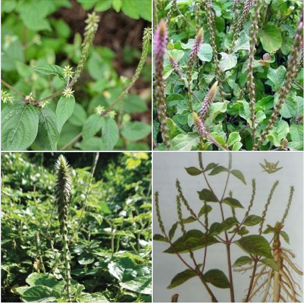 Hạt Giống Cây Ngưu Tất