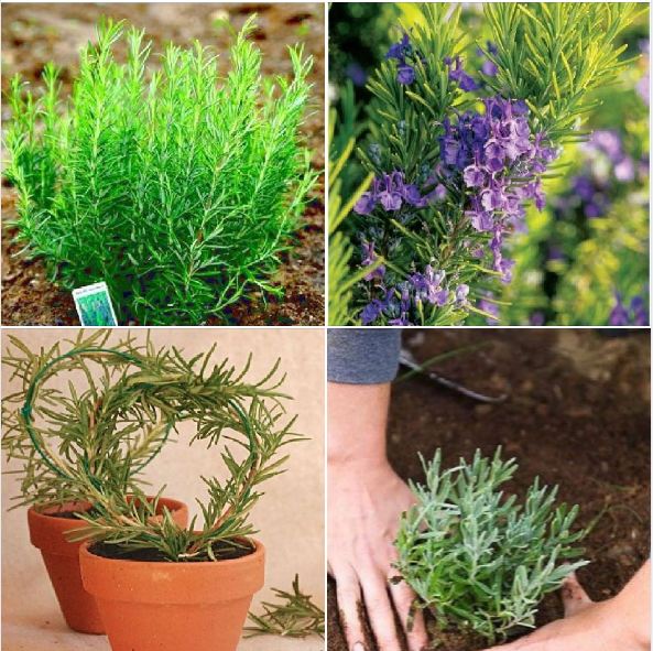 Hạt Giống Cây Hương Thảo Rosemary