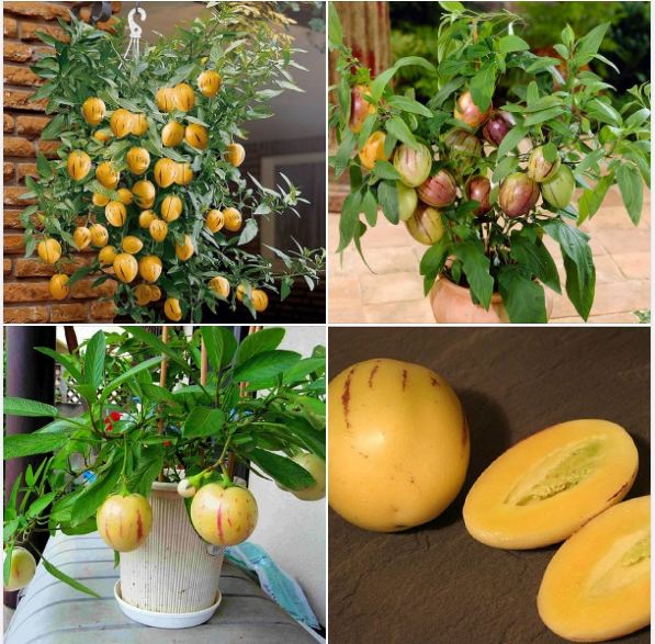 Hạt Giống Dưa Hấu Nam Phi Pepino F1