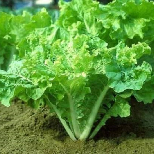 Hạt Giống Rau Cải Bẹ Dún