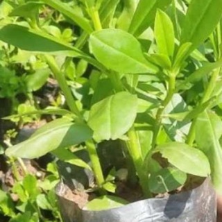 Hạt Giống Sâm Đất Thổ Sâm