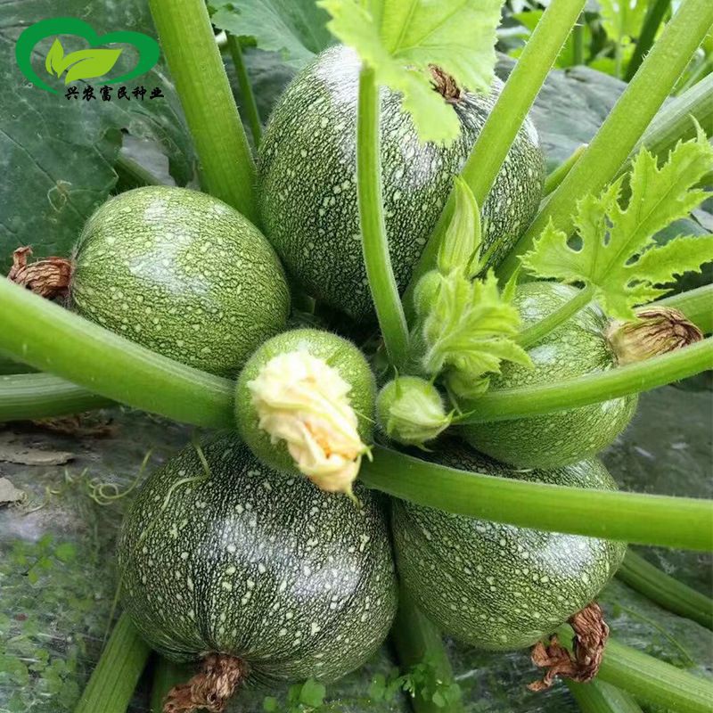 Hạt Giống Bí Ngồi Xanh Quả Tròn