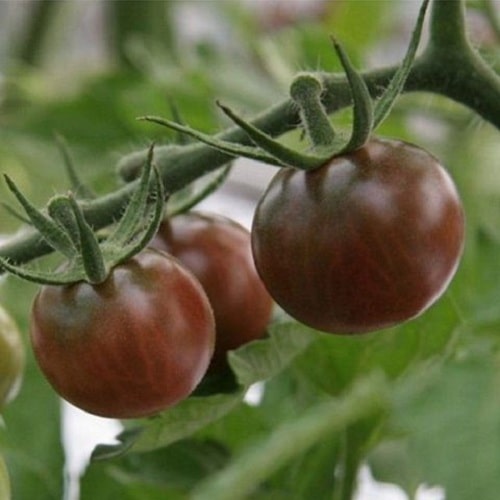 Hạt Giống Cà Chua Socola F1