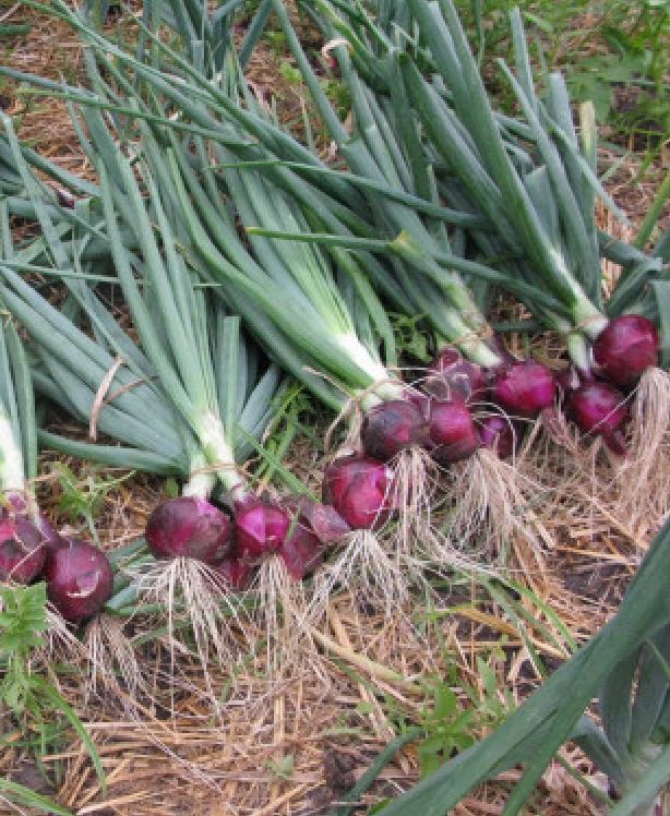 Hạt Giống Hành Lá Gốc Tím  - Gói 2gram
