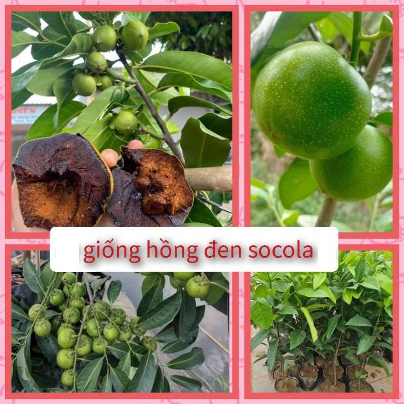 Hạt giống cây Hồng Socola