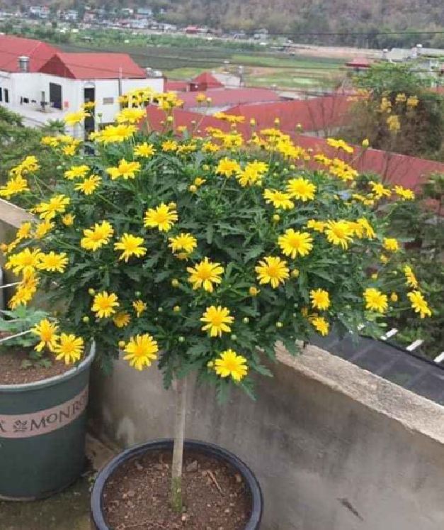 Hạt Giống Hoa Cúc Thân Gỗ ( Cúc Trường Thọ )