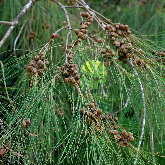 Hạt Giống Cây Phi Lao