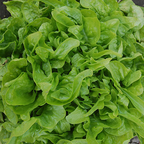 Hạt Giống Rau Xà Lách Sồi Xanh OAKLEAF - Gói 2gram