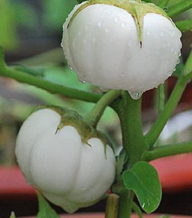 Hạt Giống Cà Bát Trắng Cao Sản