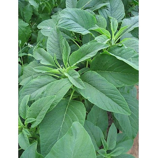 Hạt Giống Rau Dền 3 Màu - Gói 20gram