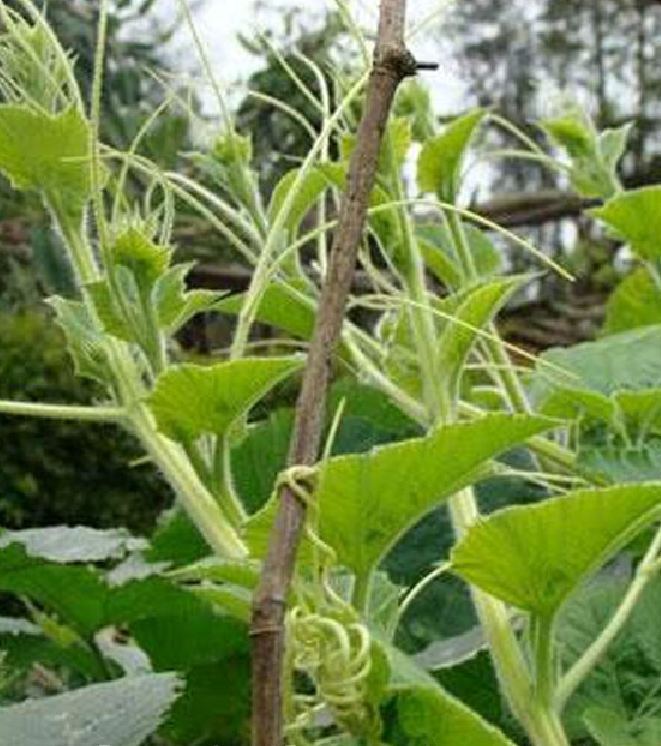 Hạt Giống Bí Siêu Ngọn Cao Sản