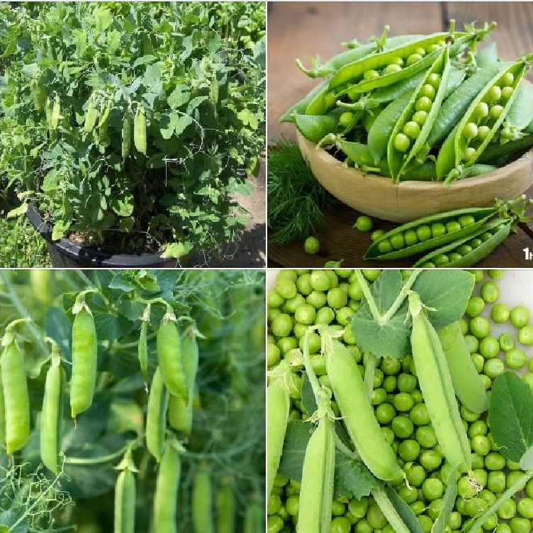 Hạt Giống Đậu Hà Lan Lấy Hạt