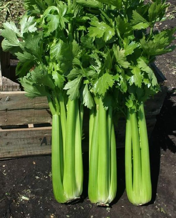 Hạt Giống Cần Tây Bẹ To Mỹ - Gói 100 hạt
