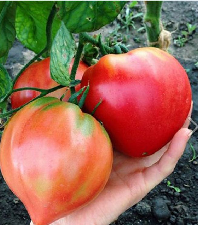 Hạt Giống Cà Chua Trái Tim Đỏ