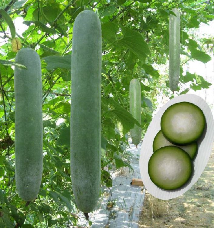 Hạt Giống Bí Xanh Trái Dài( Bí Sặt, Bí Đao)