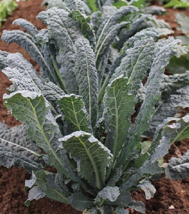 Hạt Giống Cải Xoăn Kale Khủng Long Ý