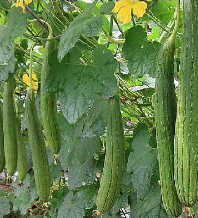 Hạt Giống Mướp Hương Thái Lan F1