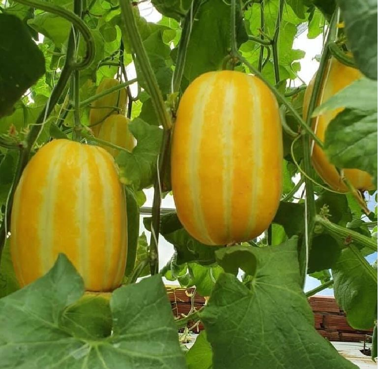 Hạt Giống Dưa Lê Thơm Hàn Quốc F1