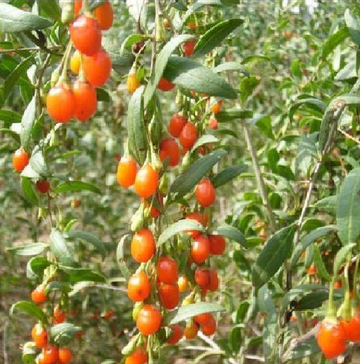 Hạt Giống Quả Câu Kỷ Tử - GojiBerry