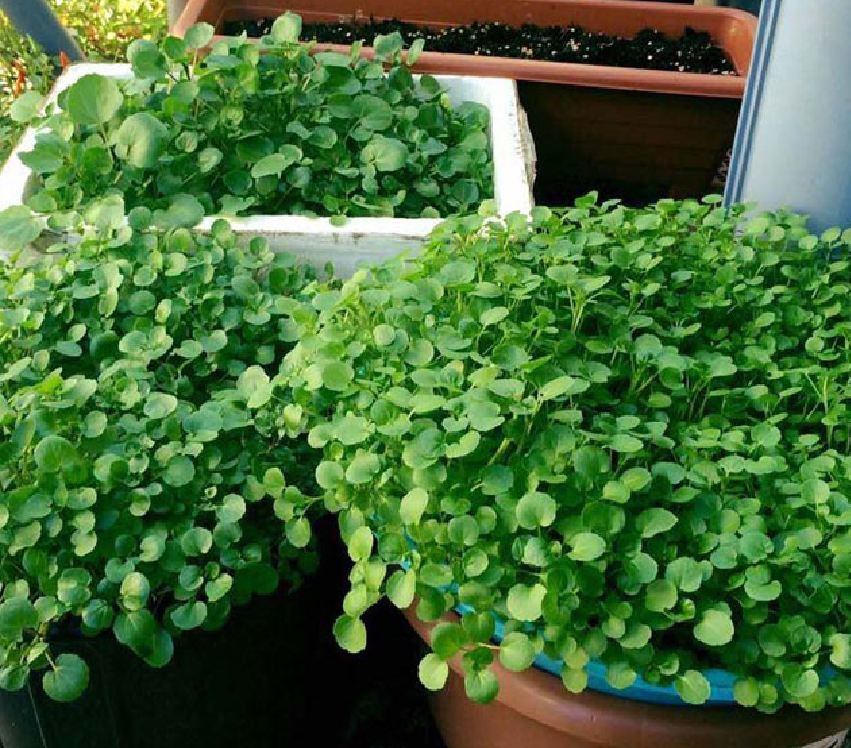 Hạt Giống Xà Lách Xoong Mỹ - Gói 0.2gram