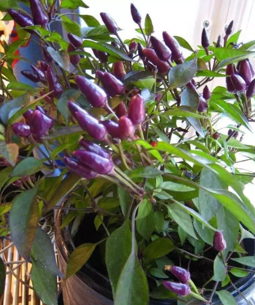 Hạt giống ớt chỉ thiên tím - gói 30 hat