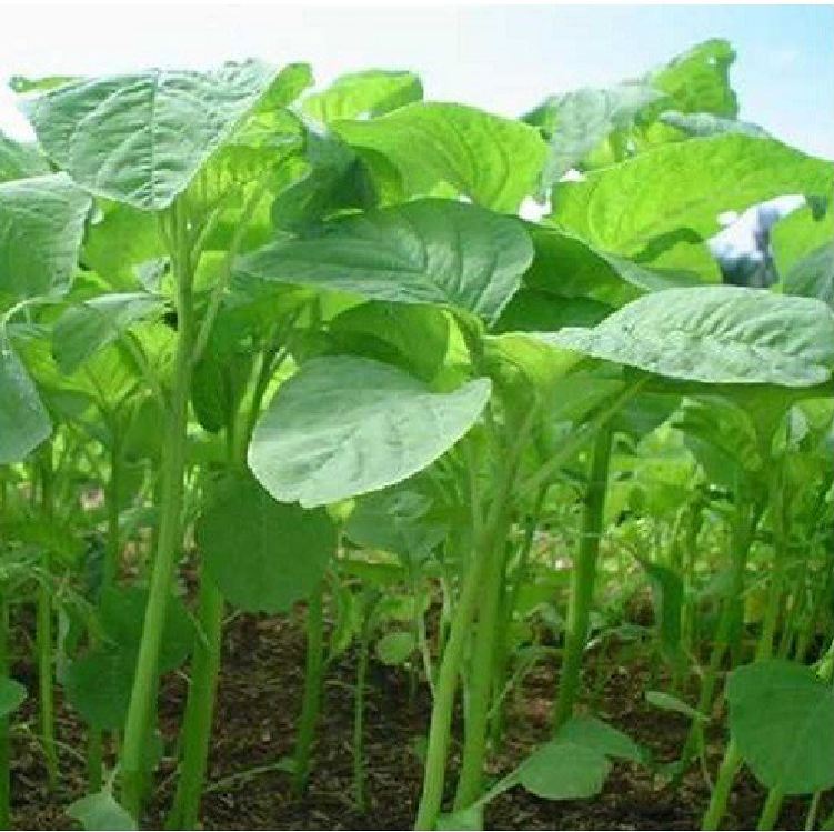 Hạt Giống Rau Dền Xanh Cao Sản ( Lá Tròn ) - Gói 20gram