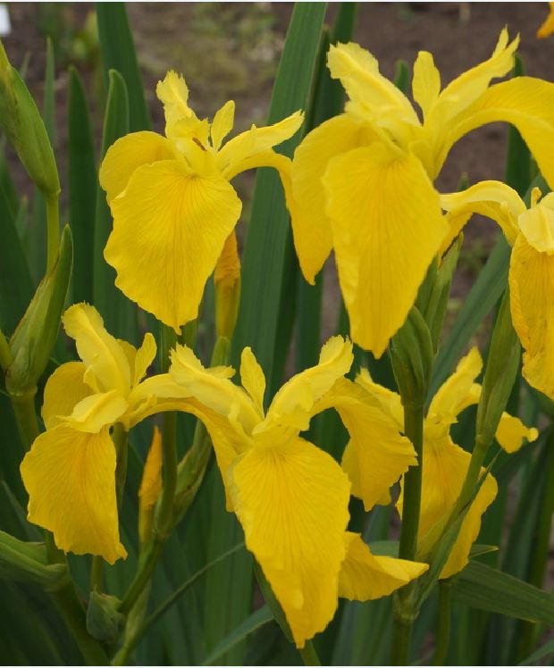 Hạt Giống Diên Vĩ Vàng (Iris Vàng)