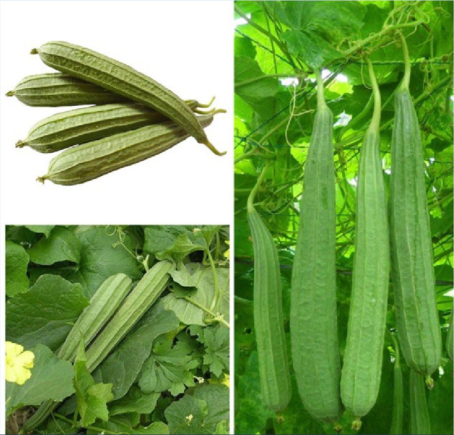 Hạt Giống Mướp Khía Thái Lan F1
