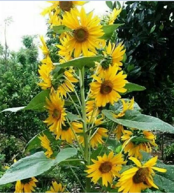 Hạt Giống Hoa Hướng Dương Siêu Bông - Hướng Dương Tháp