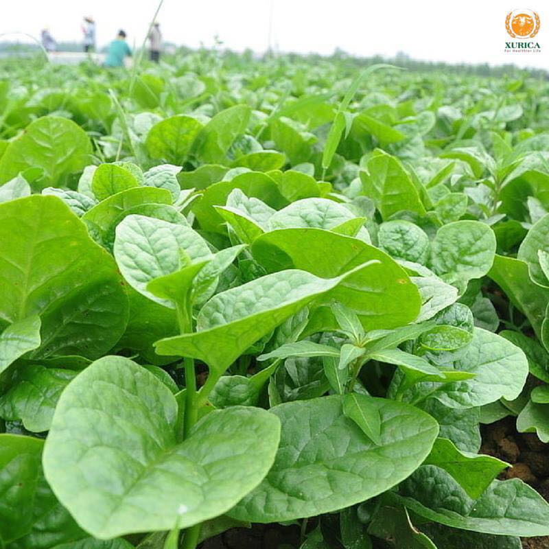 Hạt Giống Rau Mồng Tơi Cao Sản