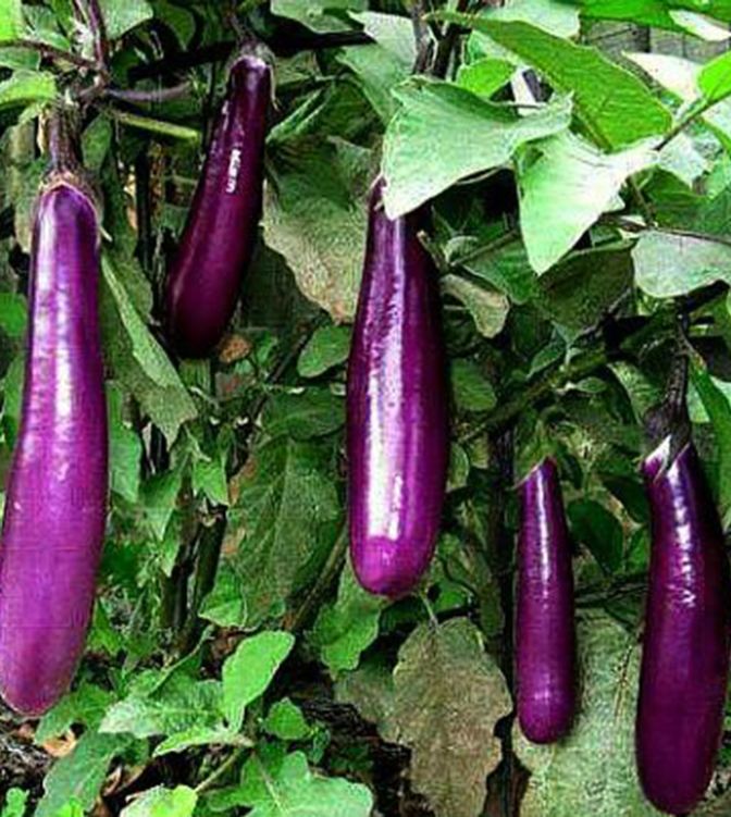 Hạt Giống Cà Tím Dài Cao Sản