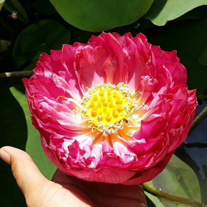 Hạt Giống Hoa Sen Bách Diệp Đỏ