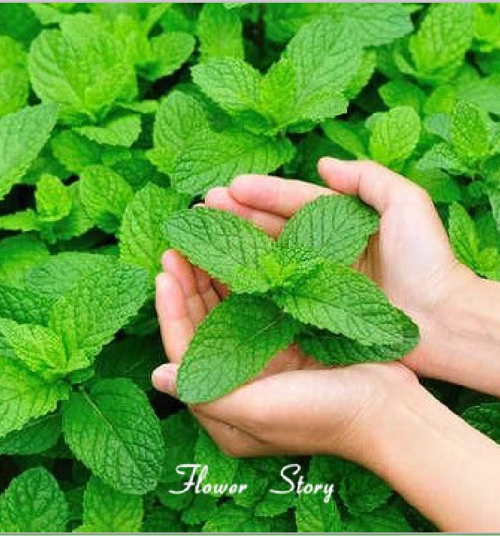 Hạt Giống Húng Bạc Hà Âu