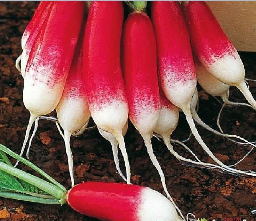 Hạt Giống Củ Cải Đỏ Dài F1