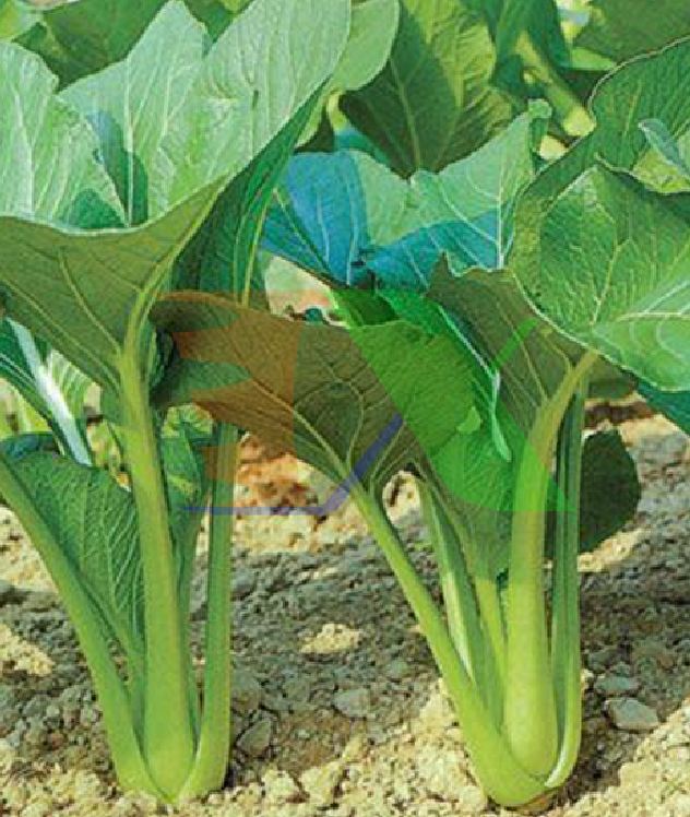 Hạt giống rau cải ngọt cao sản F1