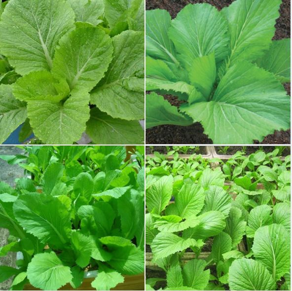 Hạt Giống Rau Cải Bẹ Xanh Mỡ
