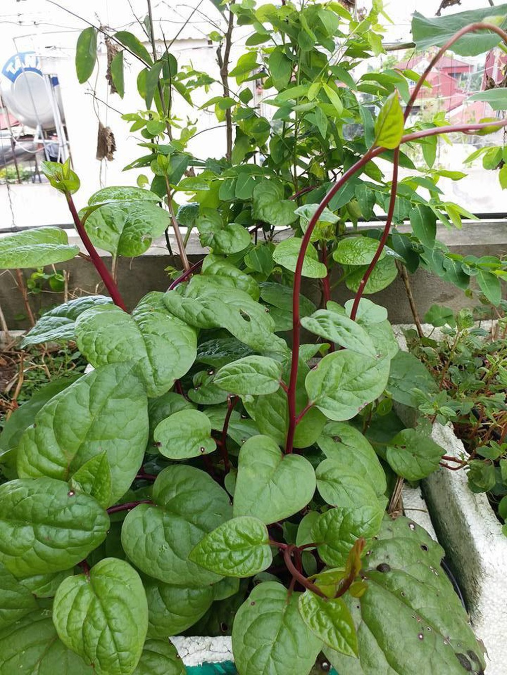 Hạt Giống Rau Mồng Tơi Tím