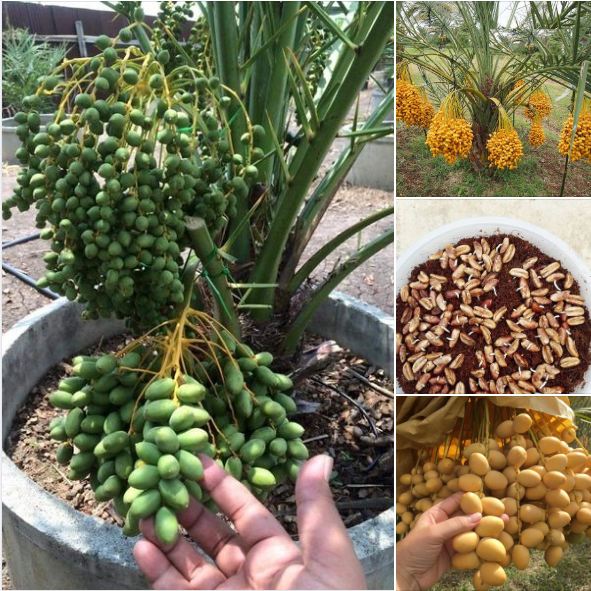 Hạt Giống Chà Là Ăn Trái Trung Đông
